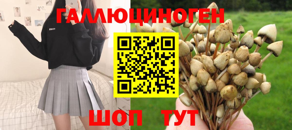 Галлюциногенные грибы Psilocybine cubensis Волгоград