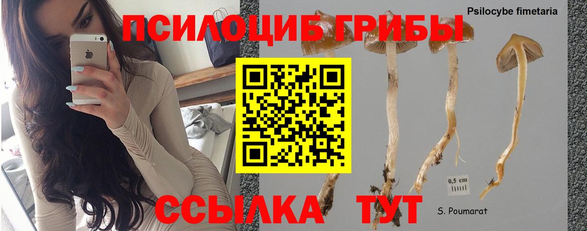 Псилоцибиновые грибы GOLDEN TEACHER  Вход с VPN  Волгоград 